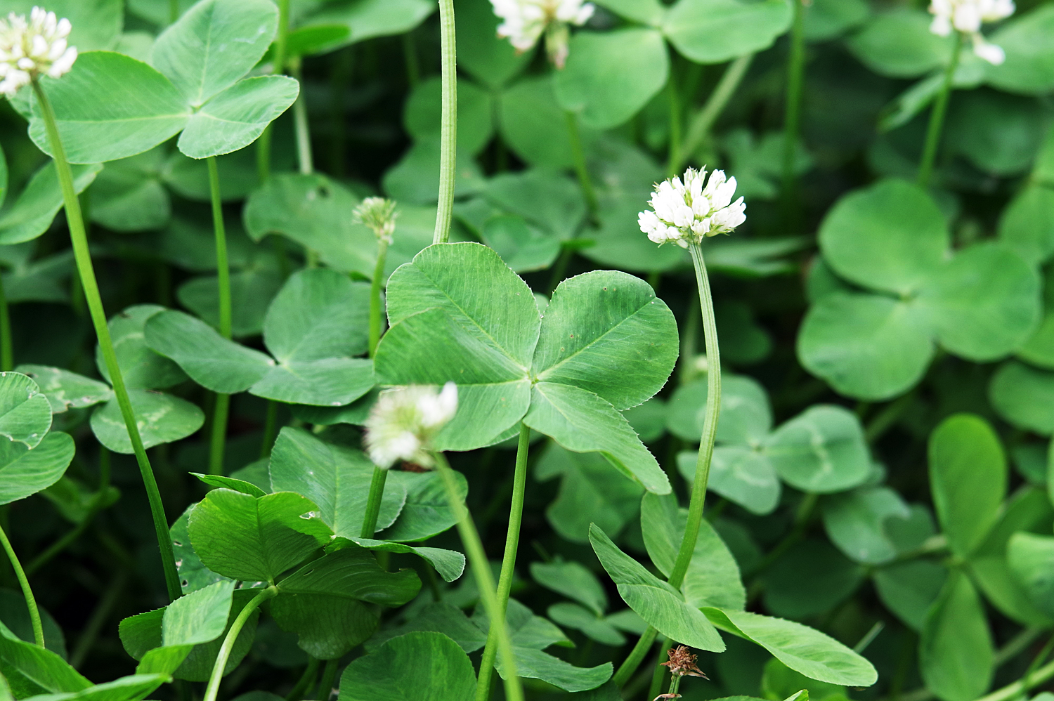 四つ葉のクローバーの写真